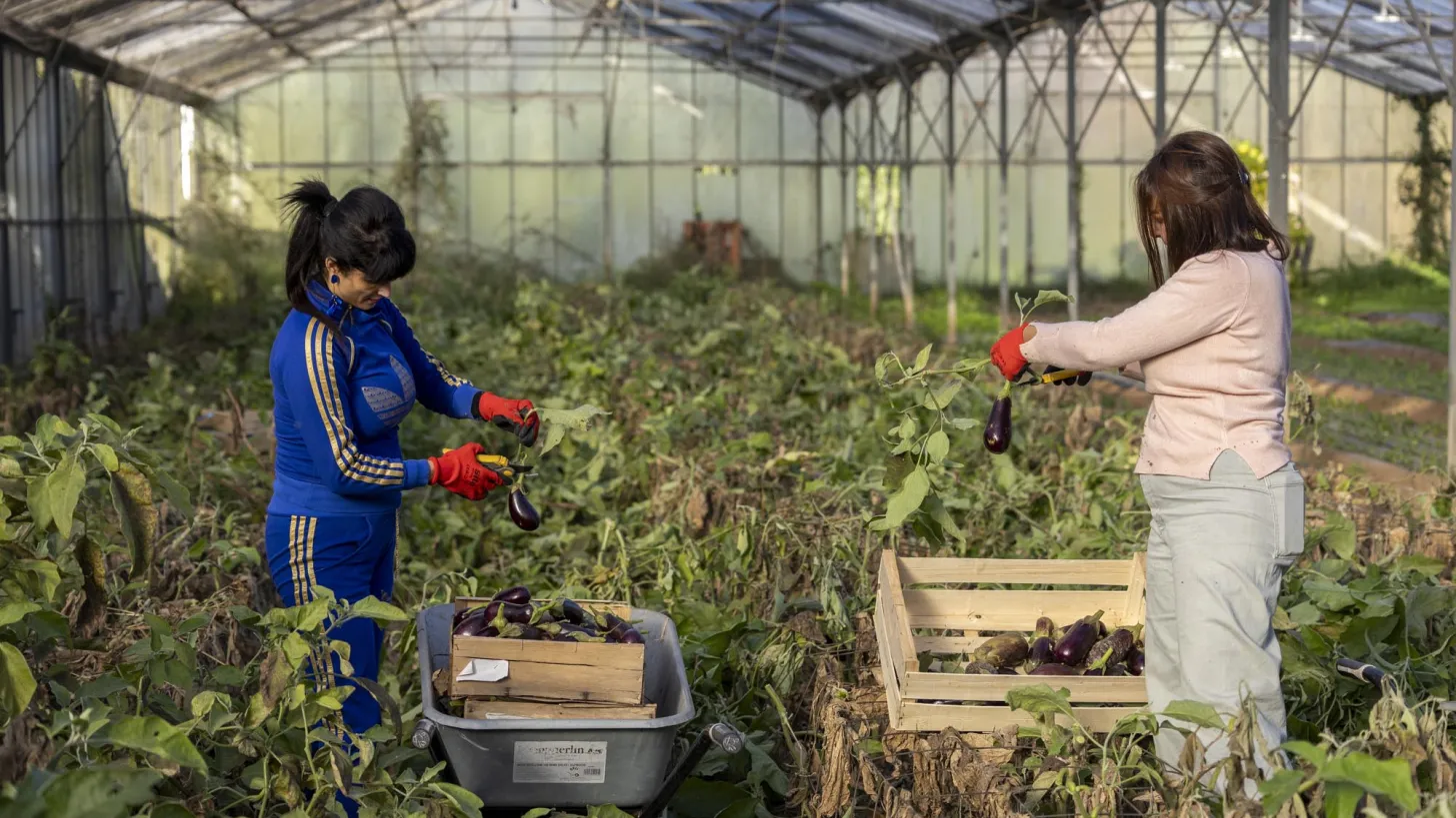 Projet Alimentaire Territorial - Cueillette solidaire