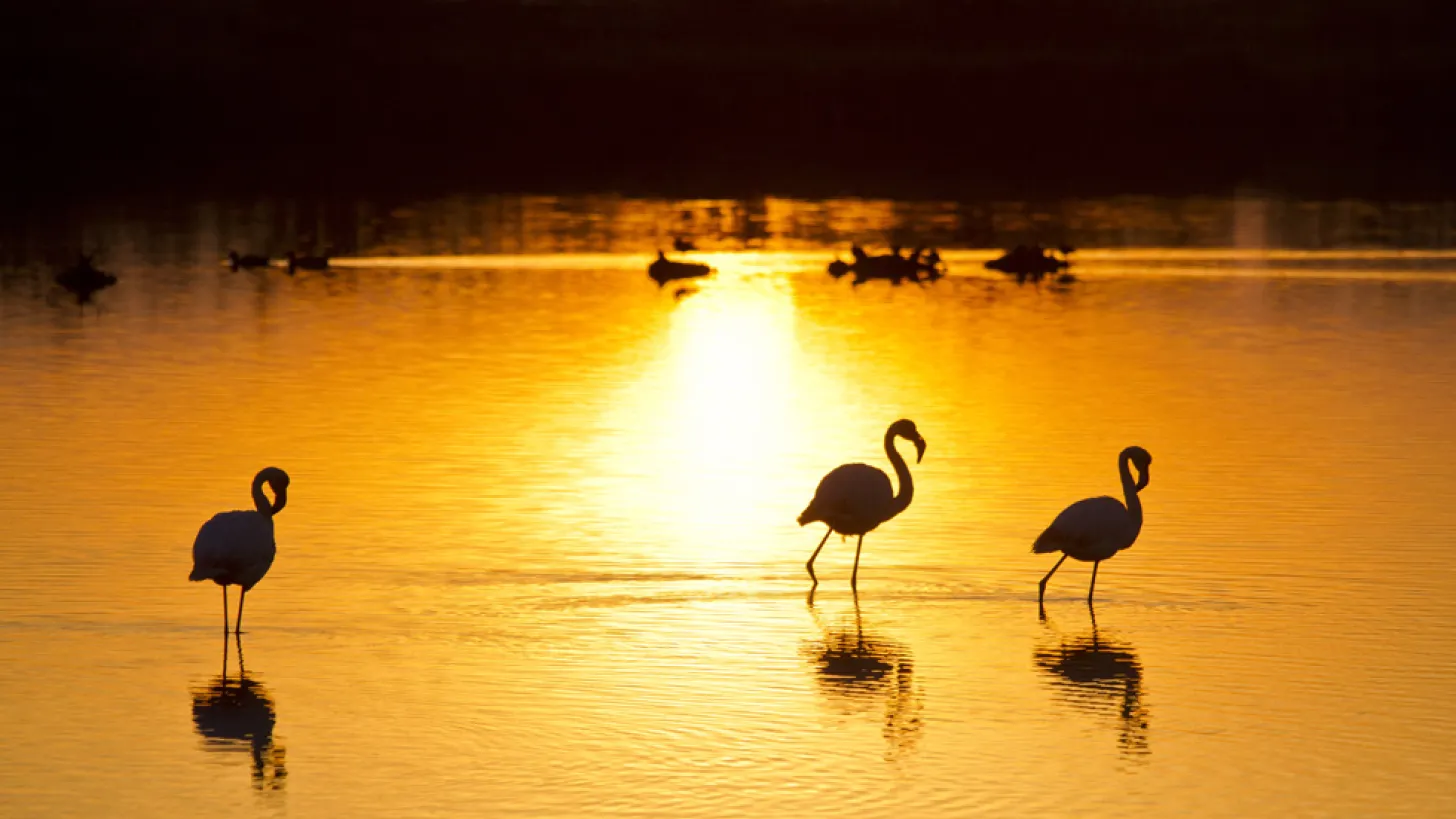 Salins de hyères : des flamants roses dans une ambiance couché de soleil.