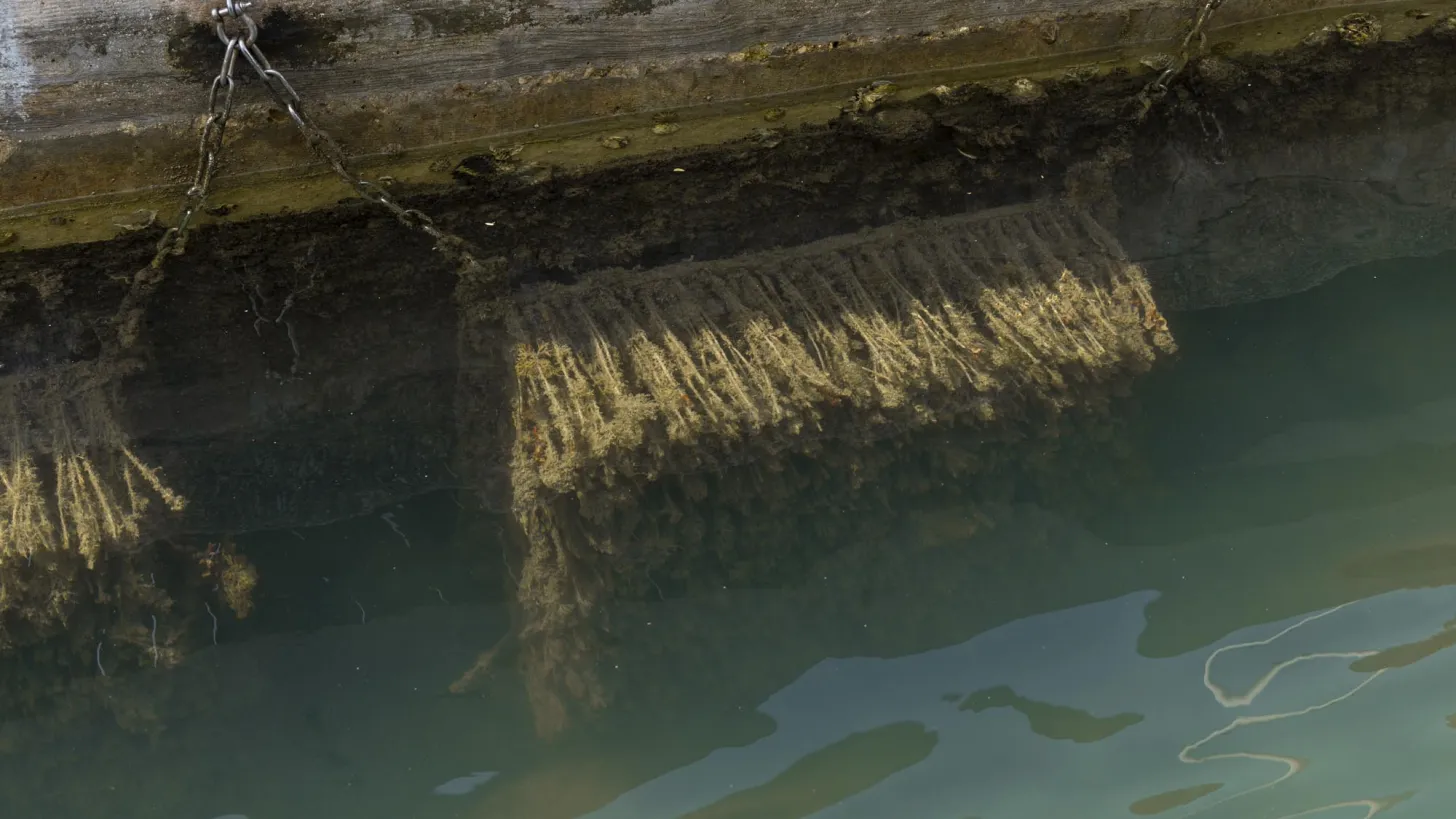 Nurserie -Ports de plaisance de la rade de Toulon
