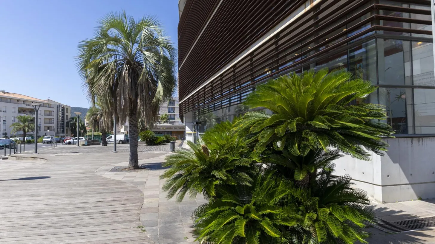 Arbre en ville Hyères