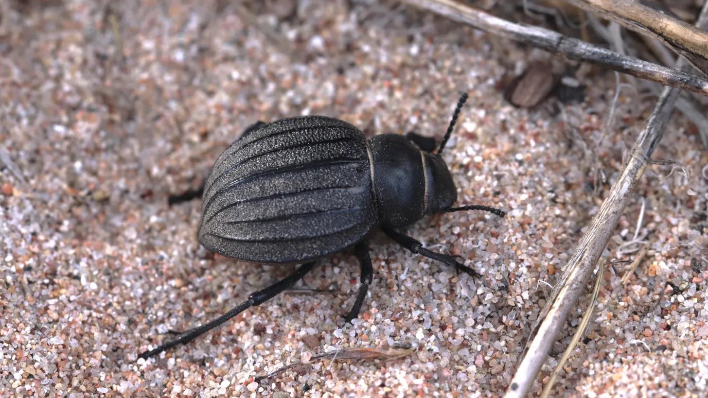 Etude sur les coléoptères - Pimelia muricata ©DR