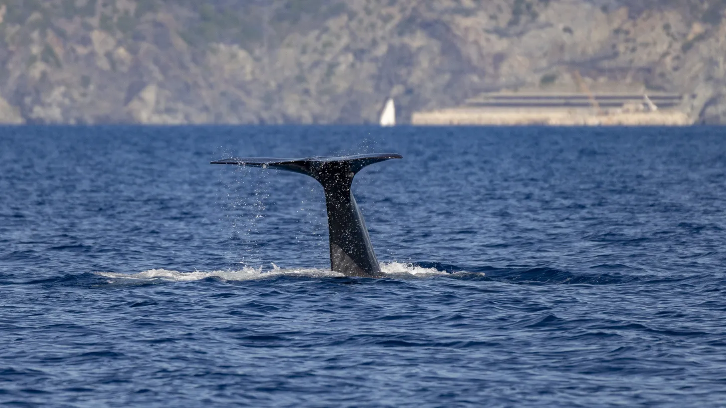 Suivis des cétacés - Natura 2000