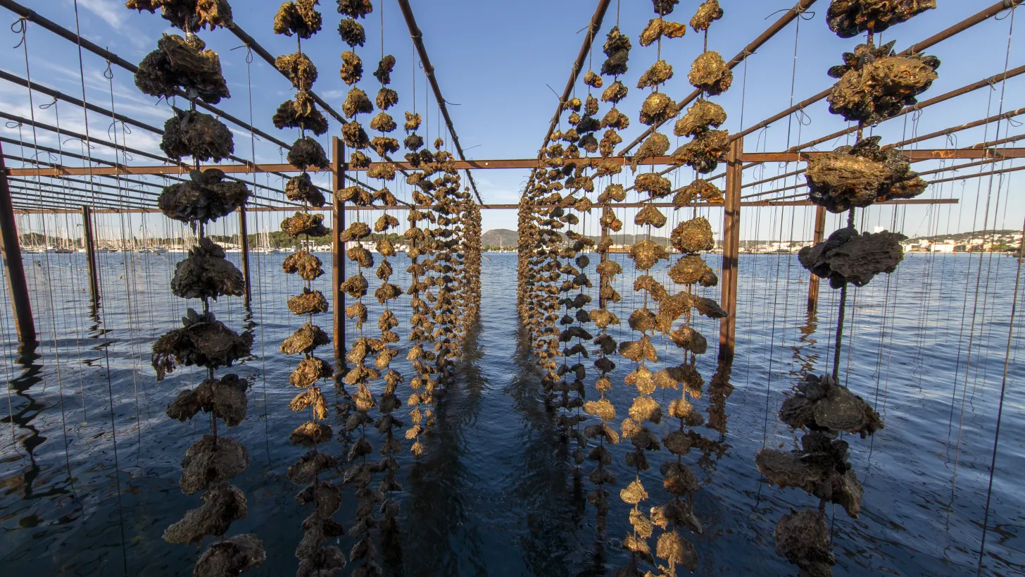 Ferme aquacole Tamaris