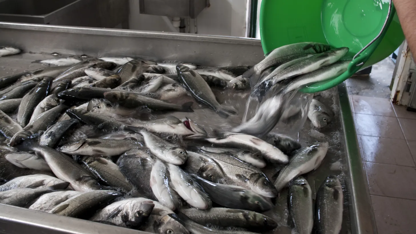 Ferme aquacole Tamaris