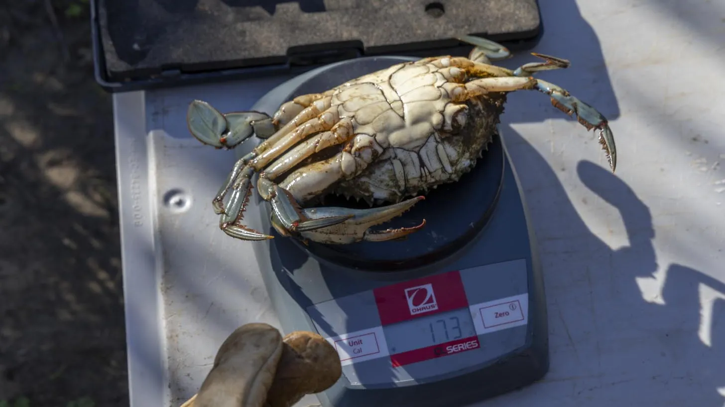 Etudes - crabe bleu - Salins d'Hyères