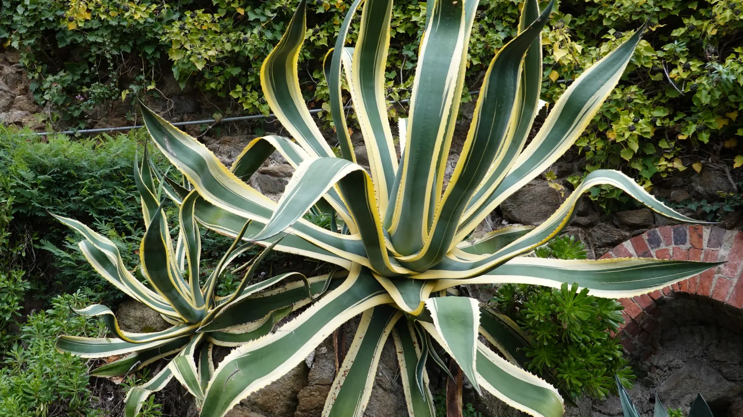 Agave ©DR