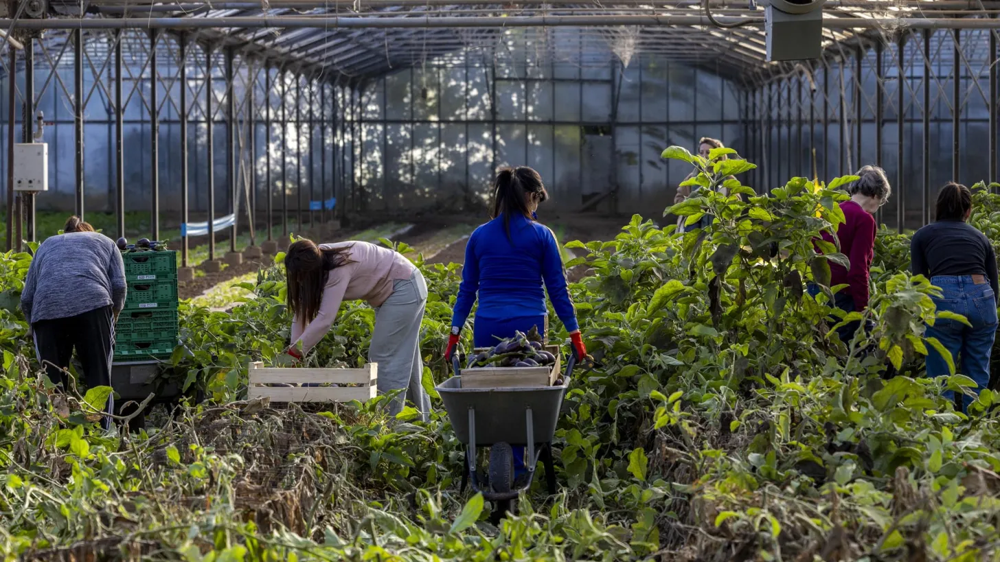 Cueillette solidaire/L'Econome - AMAP les 1001 Tomates
