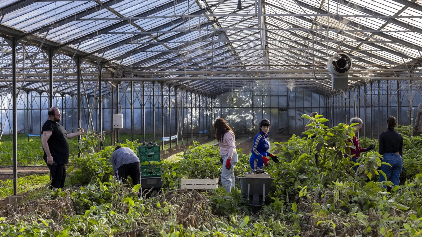 Cueillette solidaire/L'Econome - AMAP les 1001 Tomates