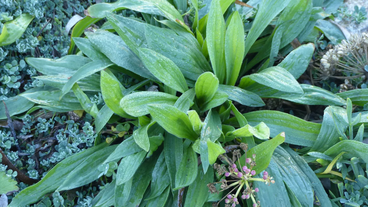 Plantain criste lotus ©Jean-Laurent Félizia 