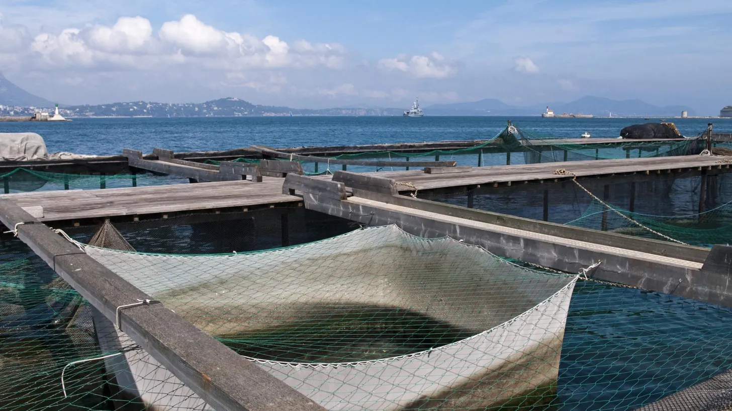 ferme aquacole dans la baie de Tamaris