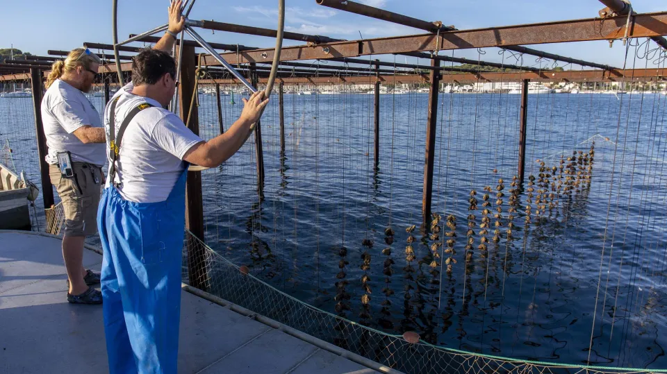 ferme-aquacole-huitre