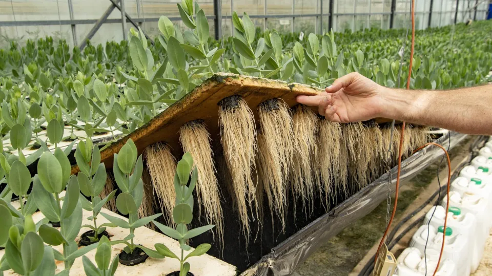 horticulture-la-crau