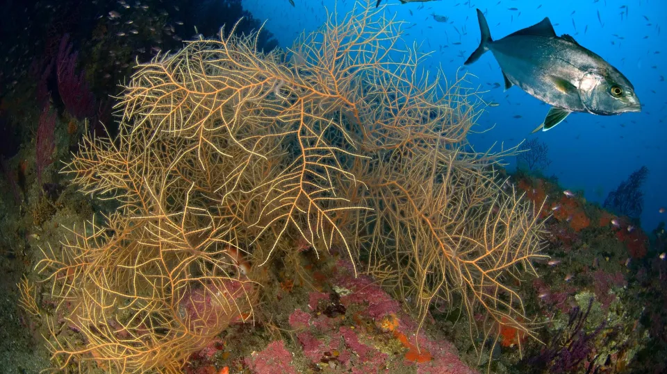 Fond marin avec gorgones et poissons
