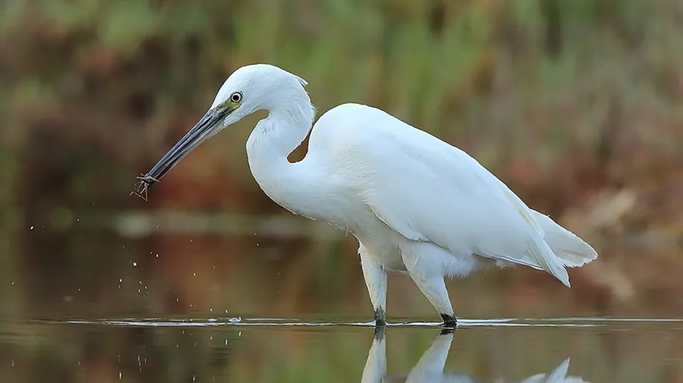 Aigrette garzette (© Aurélien Audevard, LPO PACA)