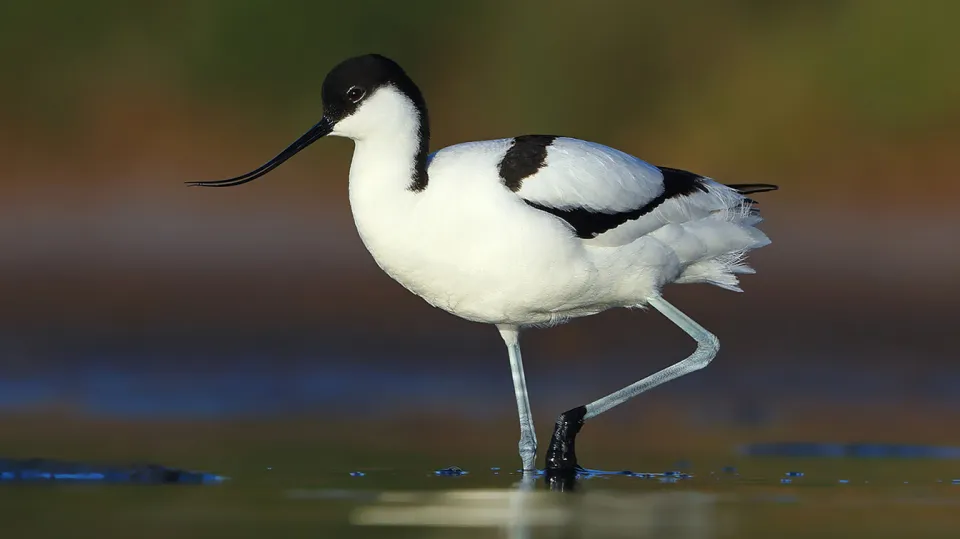 Avocette élégante (crédit Aurélien Audevard, LPO PACA)