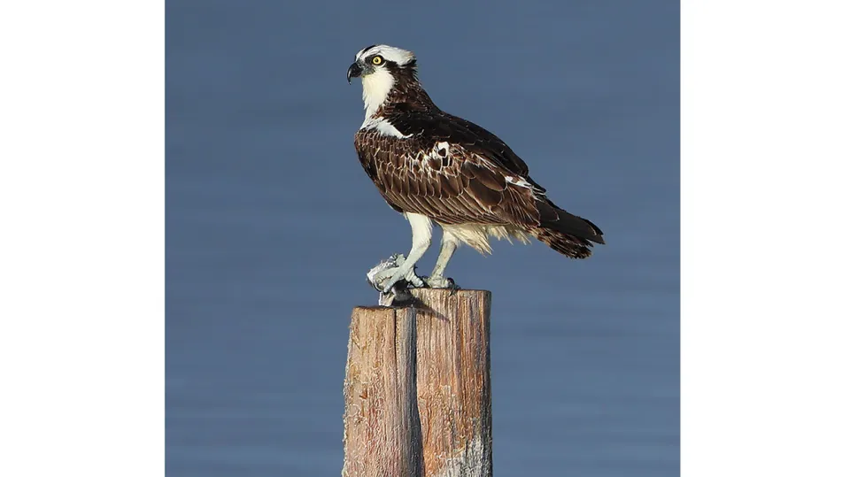 Balbuzard pêcheur (© Aurélien Audevard, LPO PACA)