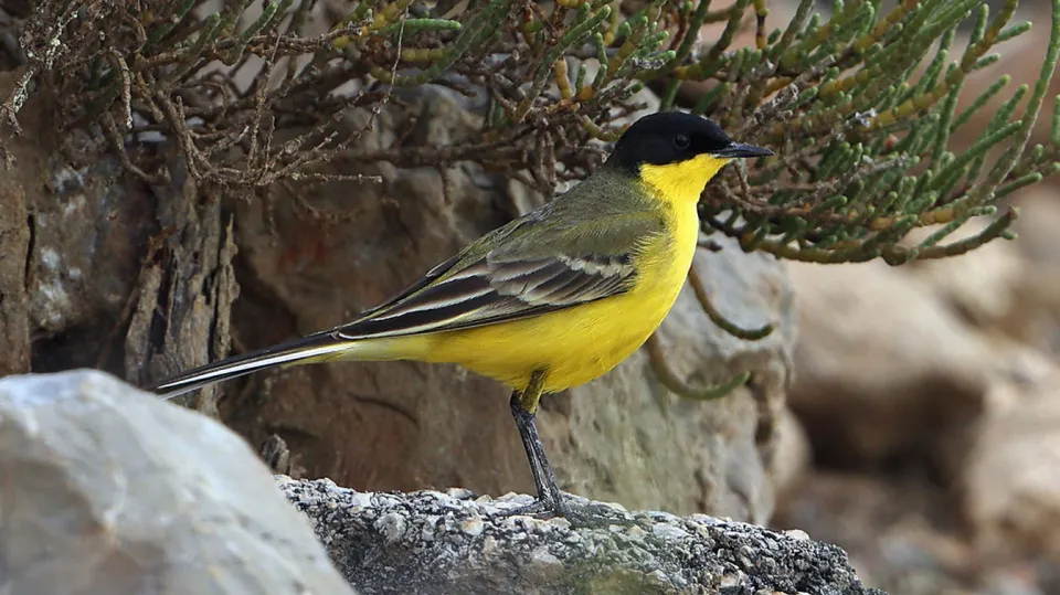 Bergeronnette des Balkans (© Aurélien Audevard, LPO-PACA)