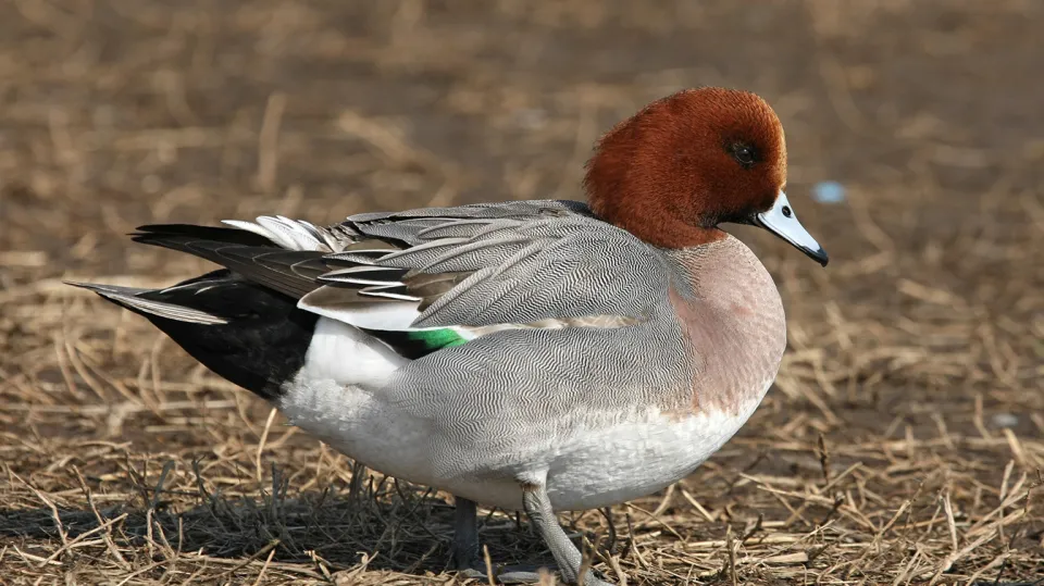 Canard siffleur (© Aurélien Audevard, LPO PACA)