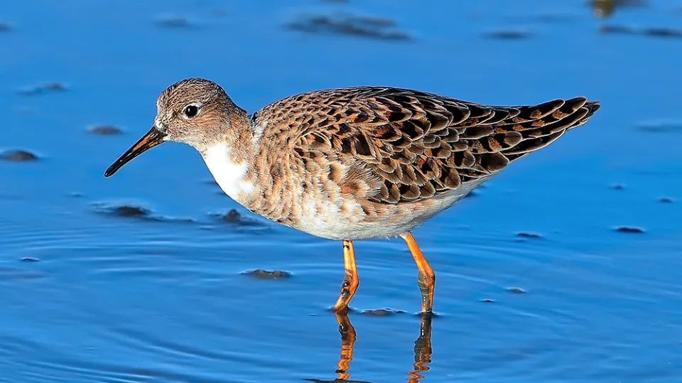 Combattant varié (© Aurélien Audevard, LPO PACA)
