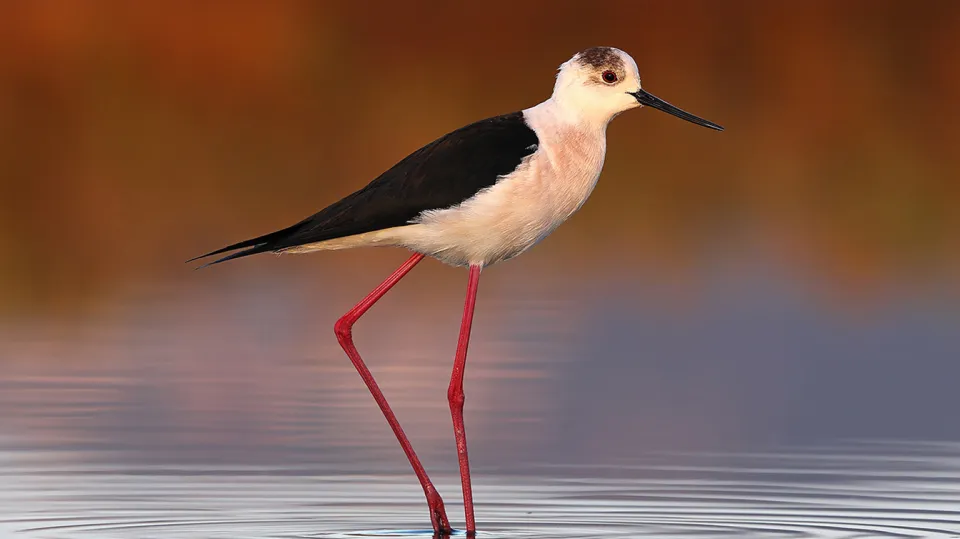 Echasse blanche (© Aurélien Audevard, LPO PACA)