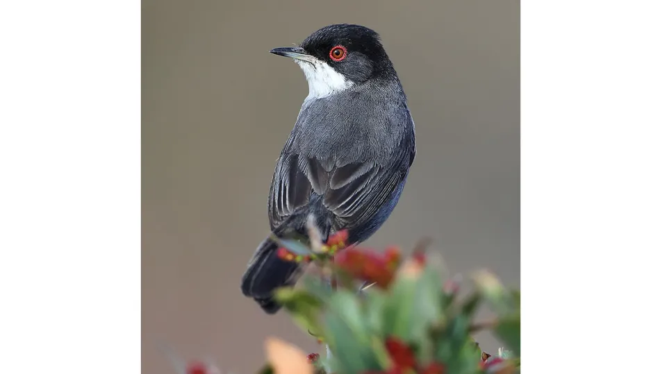 Fauvette mélanocéphale (© Aurélien-Audevard, LPO-PACA)