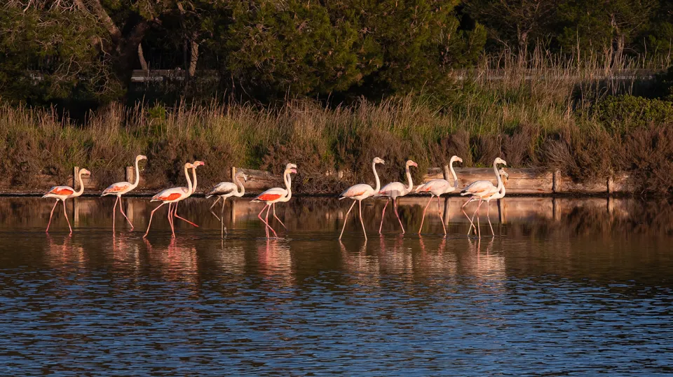 Flamant rose (© Isabelle Campos)