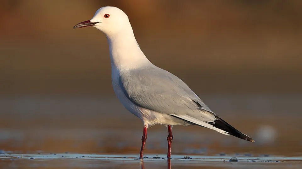 Goéland railleur (© Aurélien Audevard, LPO PACA)