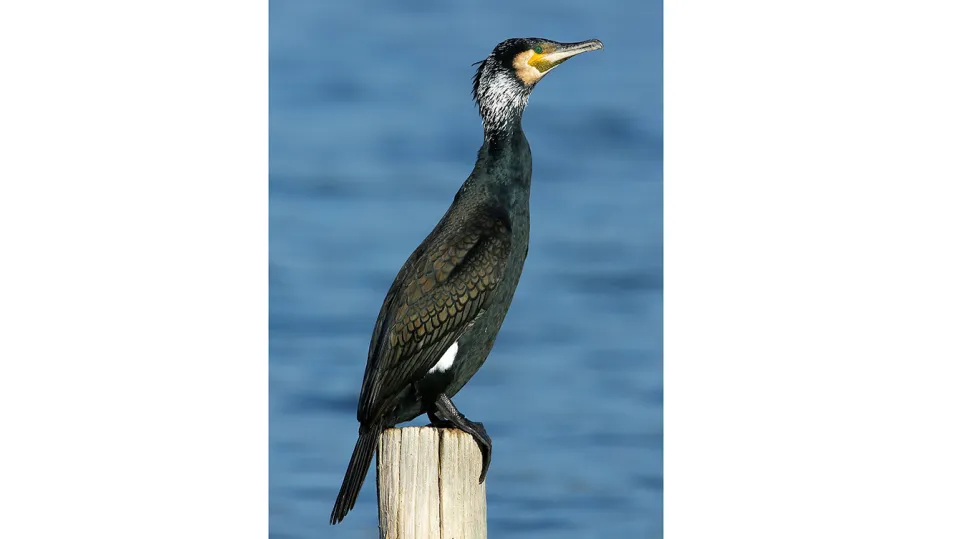 Grand Cormoran (© Aurélien Audevard, LPO PACA)