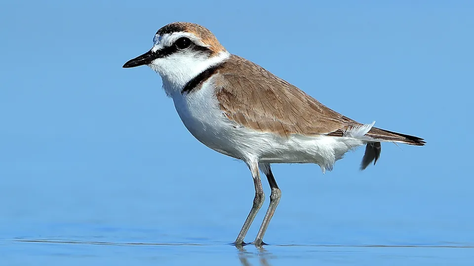 Gravelot à collier interrompu (© Aurélien Audevard, LPO PACA)