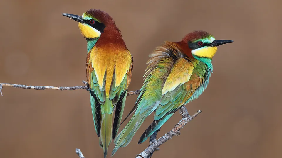 Guêpier d'Europe (© Aurélien Audevard, LPO PACA)