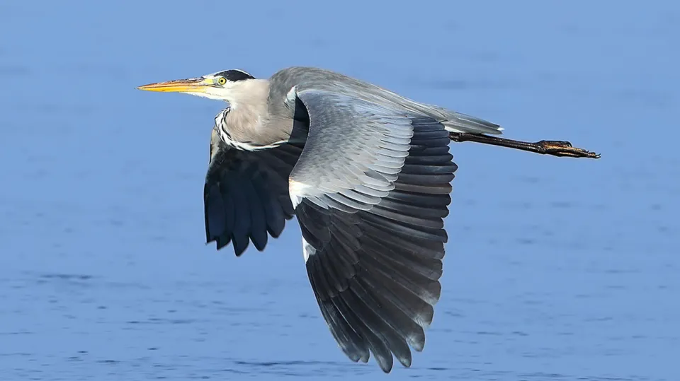 Héron cendré (© Aurélien Audevard, LPO PACA)
