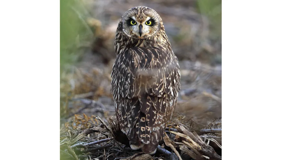 Hibou des marais (© Aurélien Audevard, LPO PACA)