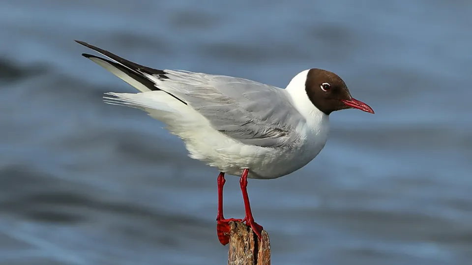 Mouette rieuse (© Aurélien Audevard, LPO PACA)