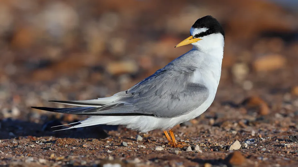 Sterne naine (© Aurélien Audevard, LPO PACA)