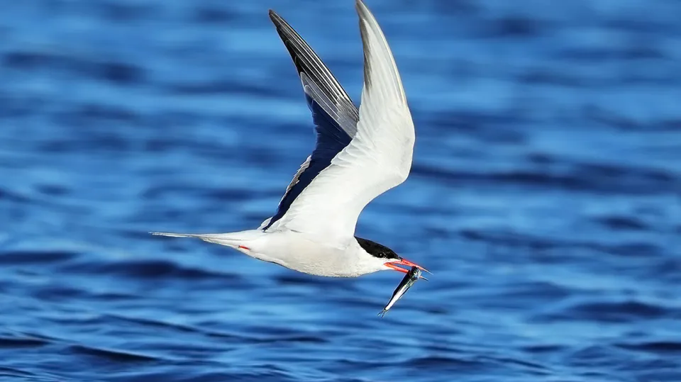 Sterne pierregarin (© Aurélien Audevard, LPO PACA)