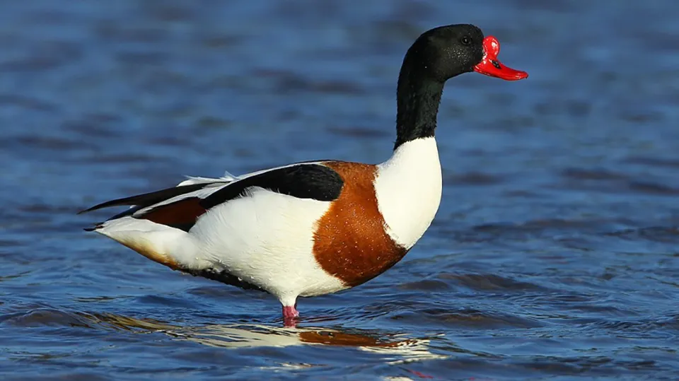 Tadorne de Belon (© Aurélien Audevard, LPO PACA)