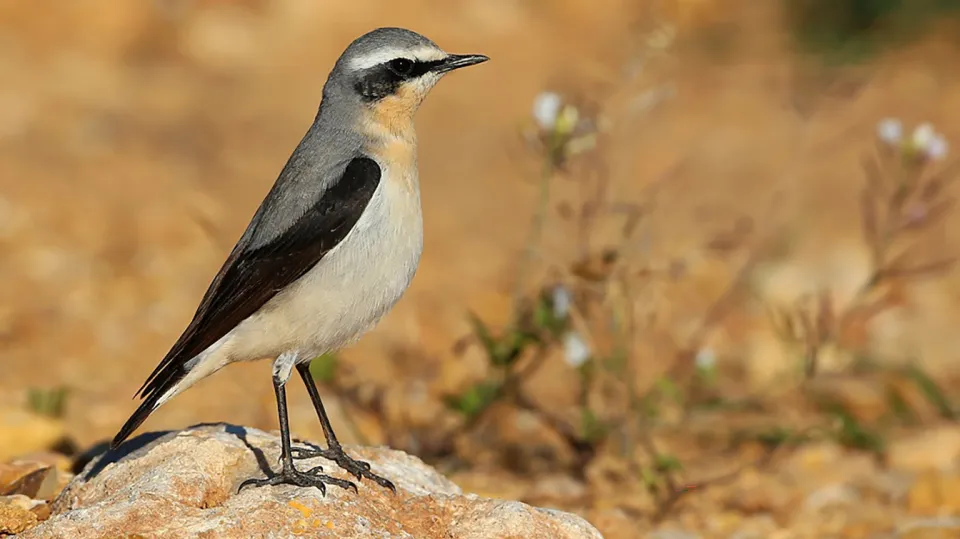 Traquet motteux (© Aurélien Audevard, LPO PACA)
