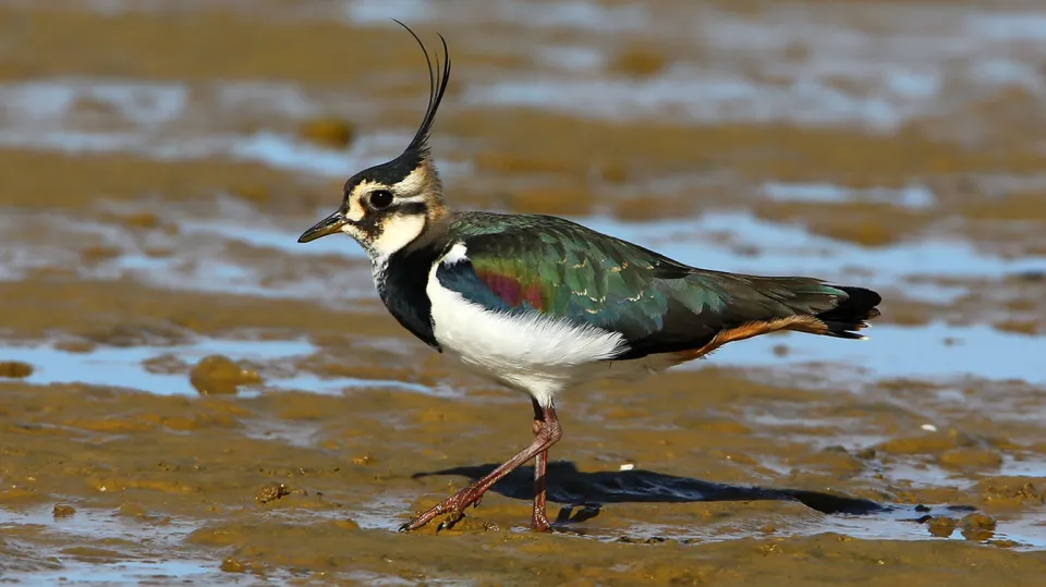 Vanneau huppé (© Aurélien Audevard, LPO PACA)