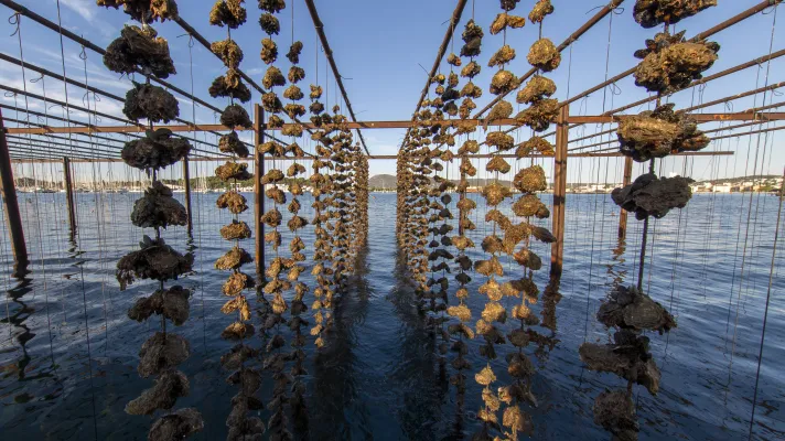 Ferme aquacole Tamaris