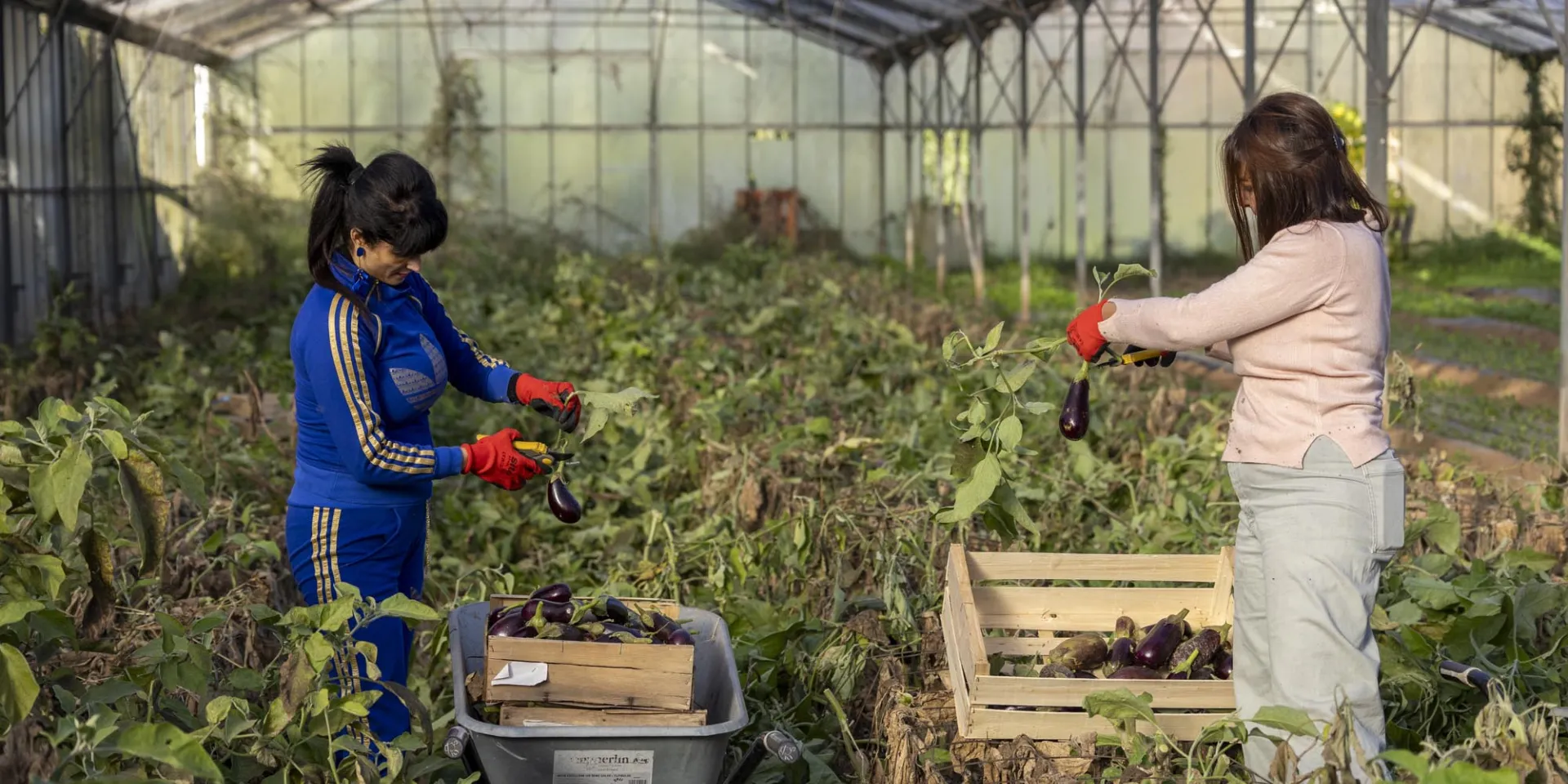 Projet Alimentaire Territorial - Cueillette solidaire