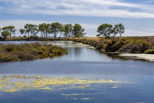 Vieux salins d'Hyères