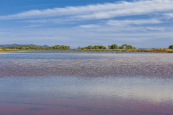 Hyères Les Vieux salins