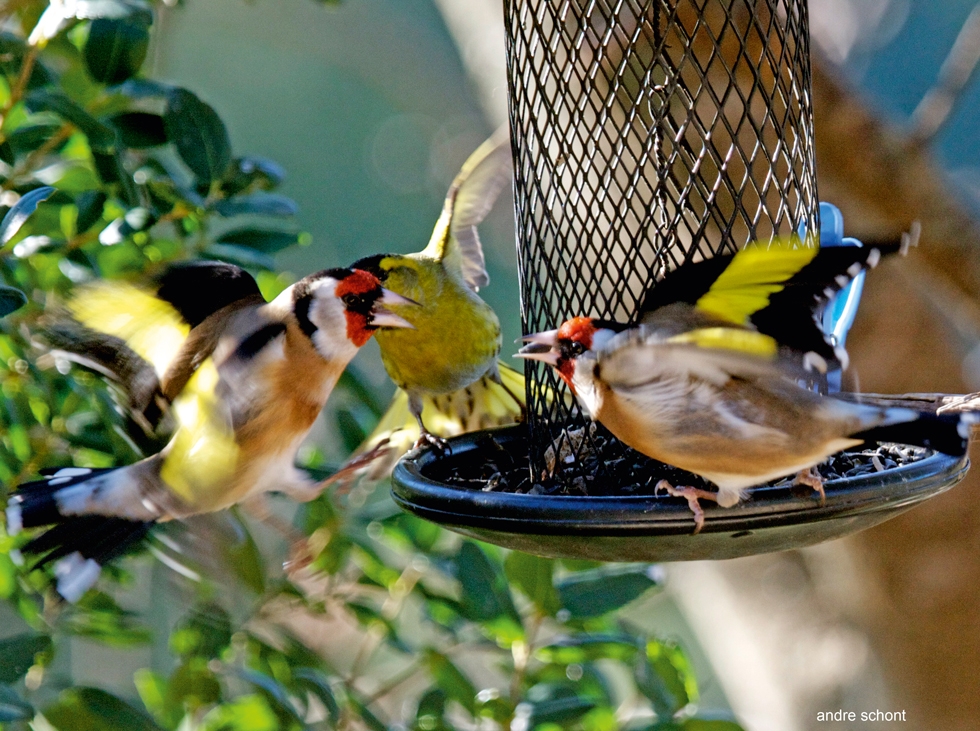 Mangeoire pour les oiseaux avec chardonneret élégant aux ailes