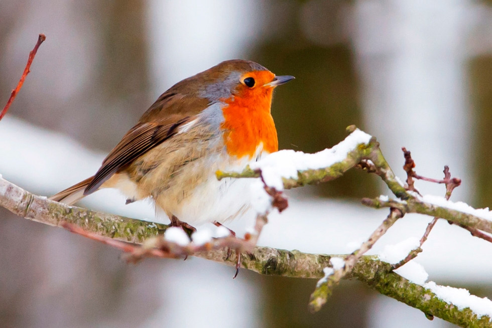 Rouge-gorge: faites-le venir dans votre jardin