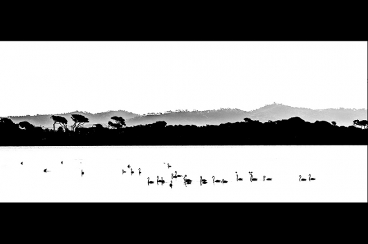 Catégorie "Le Grand Site en noir et blanc" 2ème place Elisabeth Rihouay avec "Flamingos"