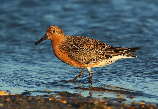 Bécasseau maubeche - © A. Audevard