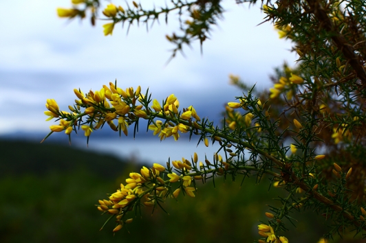 Les fleurs jaunes de l'argelas - © Vincent Vellutini