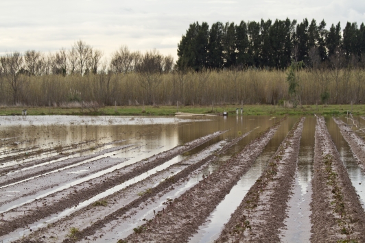Inondation exploitants agricoles