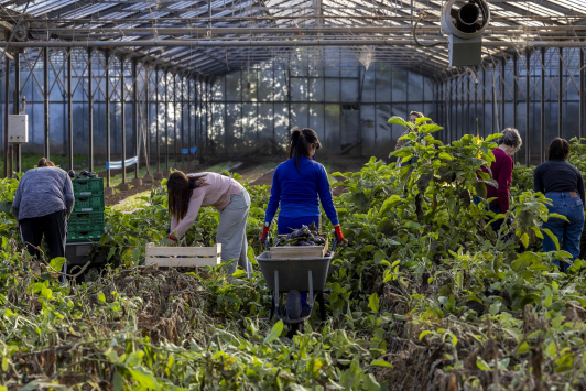 Cueillette solidaire/L'Econome - AMAP les 1001 Tomates