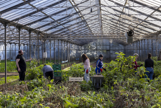 Cueillette solidaire/L'Econome - AMAP les 1001 Tomates
